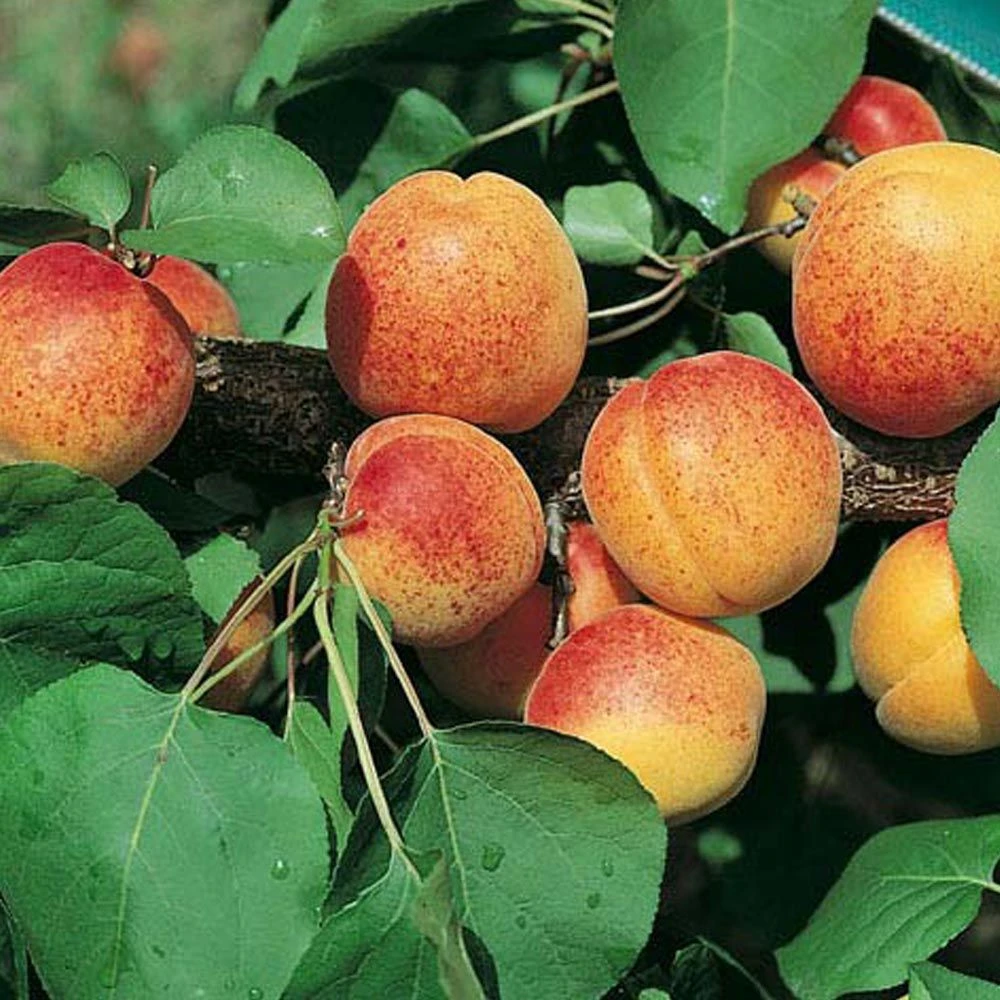 Abricotier Polonais 3 Abricotier Polonais