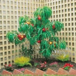 Brugnon Nain RUBIS ® Necta Zee