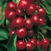 Cerisier Bigarreau SWEETHEART ® Sumtare -LeafJoy Shop 8759 8760 cerisier bigarreau sweetheart t1000