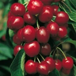 Cerisier Bigarreau SWEETHEART ® Sumtare