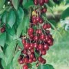 Cerisier Nain GARDEN BING ® -LeafJoy Shop 8765 cerisier nain garden bing taille1000 ho