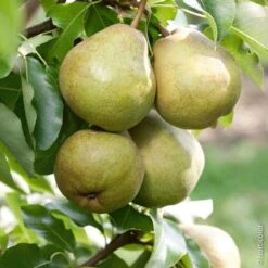 Poirier Doyenne Du Comice