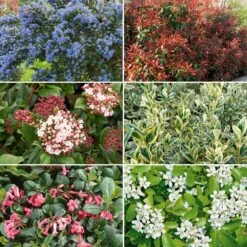 Colis Haie Persistante