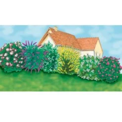 Colis Haie Parfumée -LeafJoy Shop 8906 colis special haie parfumee t1000