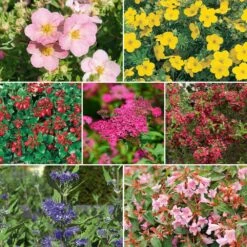 Colis Haie Fleurie Basse