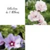 Collection De 2 Althéas Ou Hibiscus Syriacus -LeafJoy Shop 8908 collection de 2 altheas