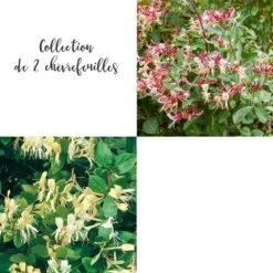 Collection De 2 Chèvrefeuilles
