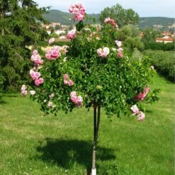 Tuteur Parapluie 9 Pétales Pour Rosier Pleureur H 2.5 M -LeafJoy Shop 9235c tuteur parapluie 9 petales t1000