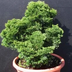 Faux Cyprès Hinoki Du Japon Ou Chamaecyparis Obtusa ‘Nana Gracilis’