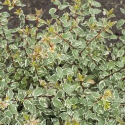 LeafJoy Shop -LeafJoy Shop a004a ab lia panach ou abelia grandiflora sparkling silver t1000