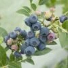 Myrtillier Ou Vaccinium Corymbosum ‘Blue Pearl’ -LeafJoy Shop a013 myrtillier ou vaccinium corymbosum blue pearl ho t1000