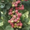 Myrtillier Ou Vaccinium Corymbosum PINK LEMONADE ® -LeafJoy Shop a015 myrtillier ou vaccinium corymbosum pink lemonade ho t1000