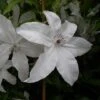 Clématite Ou Clematis X BEAUTIFUL BRIDE ® -LeafJoy Shop a020 clematis beautiful bride 3 carr 1 1000x1000 1