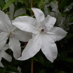 Clématite Ou Clematis X BEAUTIFUL BRIDE ®