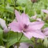Clématite Ou Clematis X 'Hagley Hybrid' -LeafJoy Shop a025 cl matite hagley hybrid horticolor sdu080360