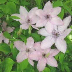 Clématite Ou Clematis X 'Hagley Hybrid' -LeafJoy Shop a025 hagley hybrid 1000x1000 1