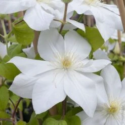 Clématite Ou Clematis X ‘Mme Lecoultre’