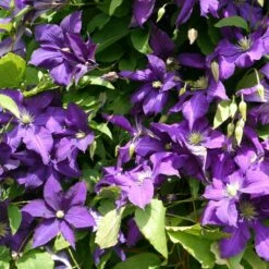 Clématite Ou Clematis X ‘Romantika’ -LeafJoy Shop a028 clematis cl matite romantika 29 1000x1000