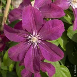 Clématite Ou Clematis X ‘Rouge Cardinal’ -LeafJoy Shop a029 cl matite rouge cardinal horticolor sdu080470