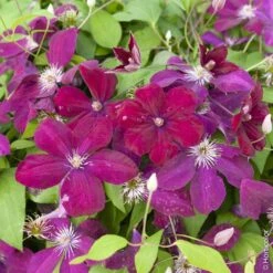 Clématite Ou Clematis X ‘Rouge Cardinal’