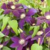 Clématite Ou Clematis X ‘The Vagabond’ 2 Clématite Ou Clematis X ‘The Vagabond’ -LeafJoy Shop a030 clematite the vagabond horticolor sdu080335
