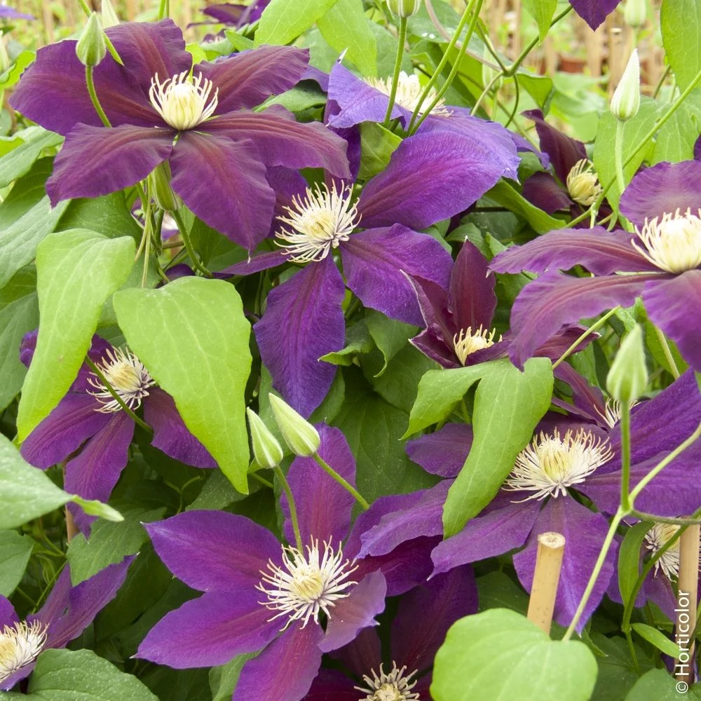 Clématite Ou Clematis X ‘The Vagabond’ 3 Clématite Ou Clematis X ‘The Vagabond’