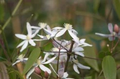 Clématite Du Père Armand Ou Clematis Armandii ‘Little White Charm’