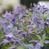 Clématite Ou Clematis Integrifolia BLUE RIVER ® ‘Zoblueriver’ 2 Clématite Ou Clematis Integrifolia BLUE RIVER ® ‘Zoblueriver’ -LeafJoy Shop a033 clematite cl matite blue river zoblueriver 2 1000x1000