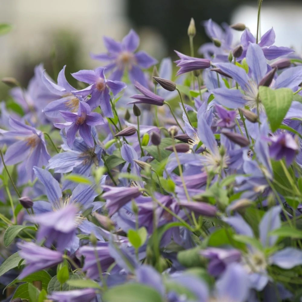 Clématite Ou Clematis Integrifolia BLUE RIVER ® ‘Zoblueriver’ 3 Clématite Ou Clematis Integrifolia BLUE RIVER ® ‘Zoblueriver’