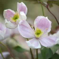 Clématite Des Montagnes Ou Clematis Montana GIANT STAR ® ‘Gistar’ -LeafJoy Shop a034 clematite cl matite montana giant star 1000x1000 1