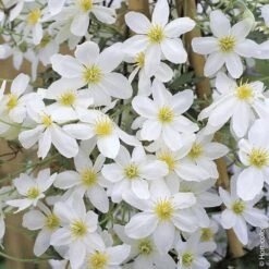 Clématite Ou Clematis X Cartmanii AVALANCHE ® ‘Blavaal’