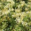 Chèvrefeuille Des Haies Ou Lonicera Periclymenum SCENTSATION ® -LeafJoy Shop a042 ch vrefeuille lonicera scentsation horticolor tg110922