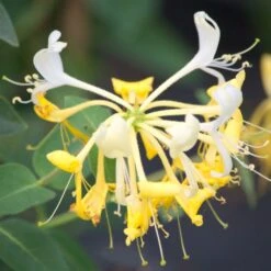 Chèvrefeuille Des Haies Ou Lonicera Periclymenum SCENTSATION ® -LeafJoy Shop a042 chevrefeuille lonicera scensation 8 d tail1000x1000