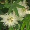Passiflore, Fleur De La Passion Ou Passiflora X RIVERSIDE ® SNOW QUEEN ® -LeafJoy Shop a044 passiflore snow queen 2 1000x1000 1