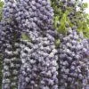 Glycine Du Japon Ou Wisteria Floribunda 'Violacea Plena' -LeafJoy Shop a048 wisteria floribunda vi 1000x1000