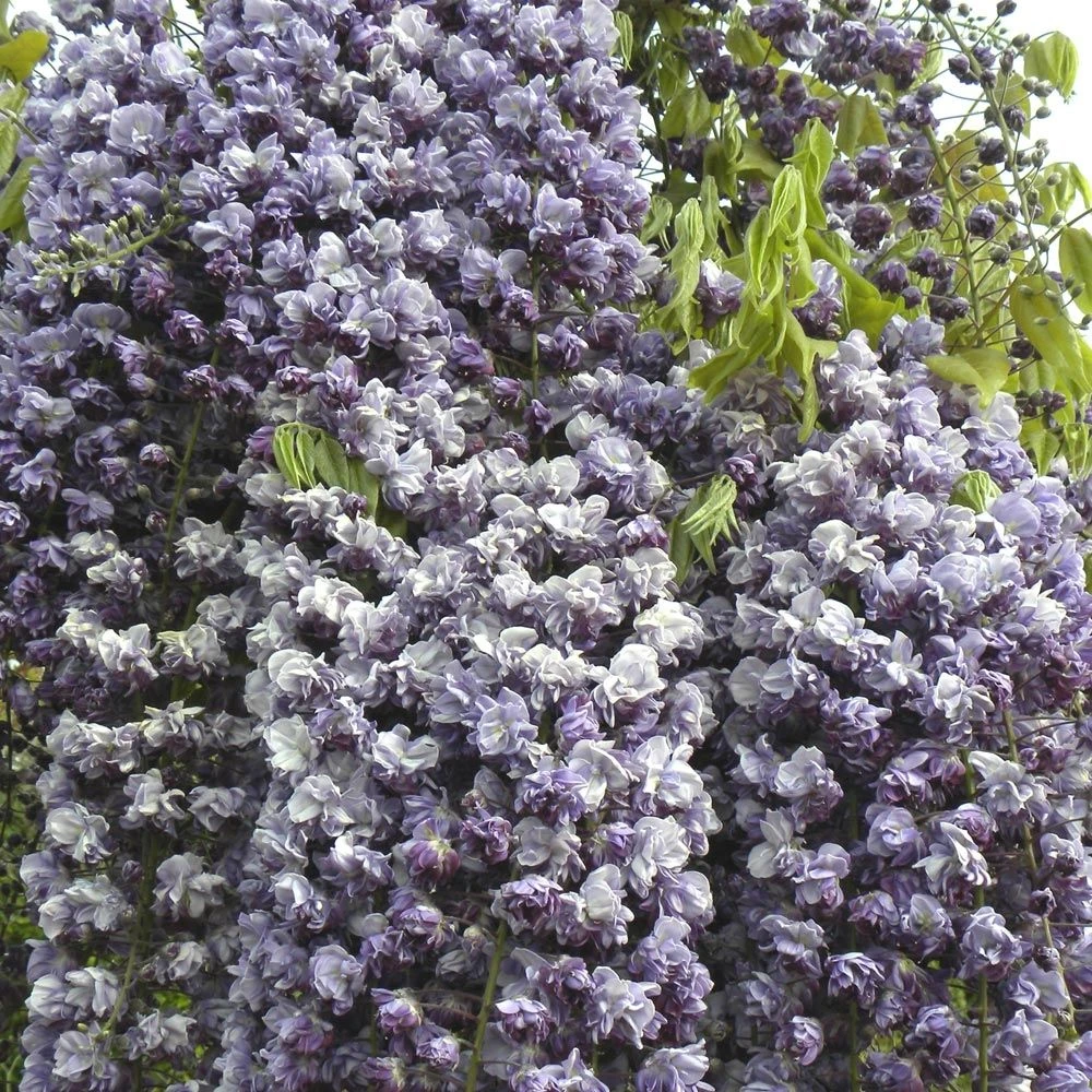 Glycine Du Japon Ou Wisteria Floribunda 'Violacea Plena' 3 Glycine Du Japon Ou Wisteria Floribunda 'Violacea Plena'