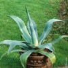 Agave D’Amérique Ou Agave Americana -LeafJoy Shop a050 agave americana 35 07 51 000 1