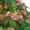 Arbre De Soie, Acacia De Constantinople Ou Albizia Julibrissin -LeafJoy Shop a052 albizia julibrissin pm092700