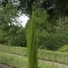 Cyprès De Provence, Cyprès D’Italie, Cyprès De Florence Ou Cupressus Sempervirens ‘Totem’ -LeafJoy Shop a056 a057 a058 cupressus totem eh030838