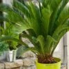 Cycas Revoluta, Cycas Du Japon Ou Sagoutier -LeafJoy Shop a059 cycas revoluta pm123954