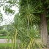 Cordyline, Dracaena Ou Cordyline Australis -LeafJoy Shop a060 dracaena indivisa pl160356