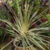 Cordyline Panachée, Dracaena Ou Cordyline Australis ‘Torbay Dazzler’ -LeafJoy Shop a061 dracaena torbay dazzler pl192070