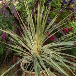Cordyline Panachée, Dracaena Ou Cordyline Australis ‘Torbay Dazzler’
