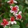 Goyavier Du Brésil, Acca Sellowiana Ou Feijoa Sellowiana 1 Goyavier Du Brésil, Acca Sellowiana Ou Feijoa Sellowiana -LeafJoy Shop a062 a063 feijoa sellowiana pm091147