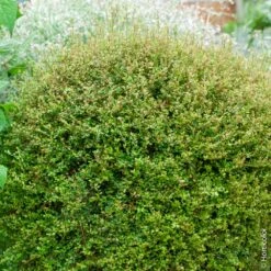 Chèvrefeuille Arbustif Ou Lonicera Nitida Tidy Tips ‘Panmin’ En Boule