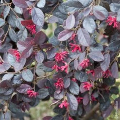 Loropetalum Chinense ‘Fire Dance’ -LeafJoy Shop a075 loropetalum fire dance tg131502