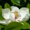 Magnolia Grandiflora Ou Magnolia Persistant à Grandes Fleurs -LeafJoy Shop a076 a077 magnolia grandiflora pm071256
