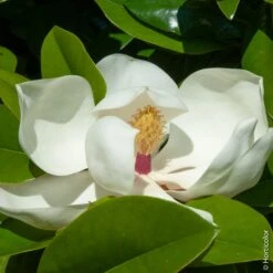 Magnolia Grandiflora Ou Magnolia Persistant à Grandes Fleurs