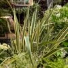 Lin De Nouvelle Zélande Panaché Ou Phormium Tenax ‘Variegatum’