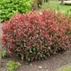 Photinia X Fraseri ‘Carré Rouge’ -LeafJoy Shop a091 a092 photinia carre rouge tg190487